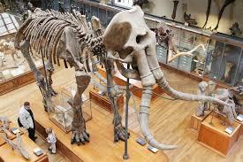 «علوم أسيوط»: خطة لإنشاء أول متحف للديناصورات في الوادي الجديد