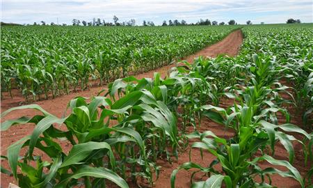 «الزراعة» تنتهي من توثيق 28 عقدًا لمنتفعي الإصلاح الزراعي في 10 محافظات