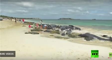 شاهد| انتحار جماعي للدلافين على شاطئ أسترالي