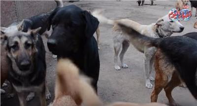 بالفيديو|  رحلة إنقاذ 120«كلب بلدي» من التشرد والتعذيب