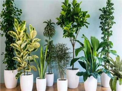 «نباتات الزينة» ديكور طبيعي لمنزلك..اعرفي طريقة الاهتمام به