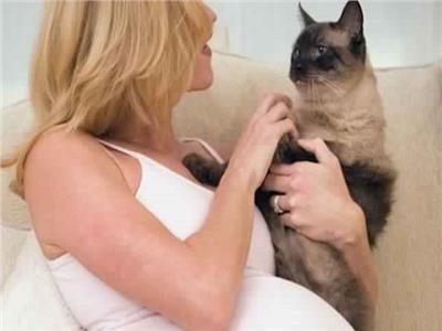 وسائل الإصابة بجرثومة القطط «التوكسوبلازموس»