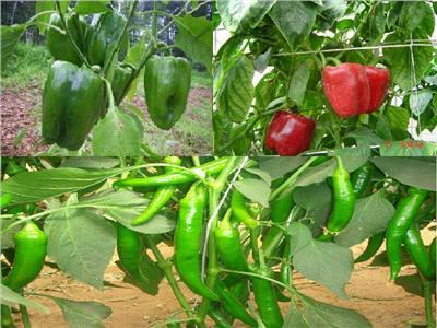 تعرف على إرشادات مزراعي «الملوخية» و«الباذنجان» لزيادة الإنتاج