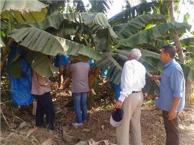 «الزراعة»: لجان علمية لمكافحة «التورد والتبرقش» في الموز