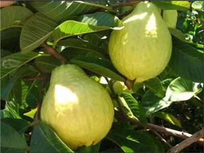 عاجل| «الزراعة»: فتح أسواق البحرين أمام الجوافة المصرية