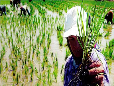 «الغرامات وإزالة الشتلات المخالفة».. سلاح الحكومة للالتزام بمساحات الأرز المحددة