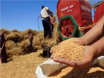 «الزراعة»:نجاح منظومة تقاوي القمح الجديدة في زيادة الإنتاجية ودرجة النقاوة