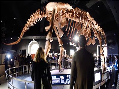 صور| عرض أول هيكل حقيقي لديناصور «تي ريكس»