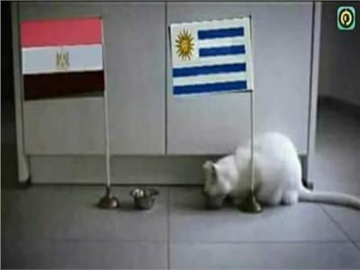 روسيا 2018| «القط أخيل» يتوقع فوز أوروجواي على مصر