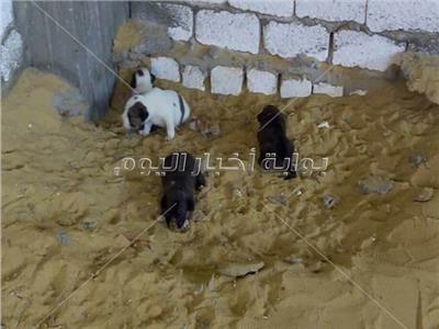 صور وفيديو| قرية بالفيوم: كلبة تلد قطتين و٤ جراء