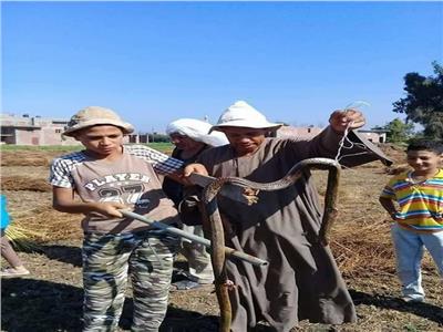 لجنة من «الوزراء» لمواجهة انتشار الثعابين بقرية منية السعيد