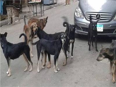 مواطنو 6 أكتوبر يناشدون المسئولين إنقاذهم من «الكلاب الضالة»