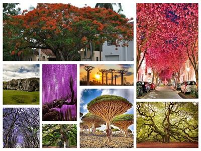 شاهد «أروع الأشجار الفريدة » حول العالم 