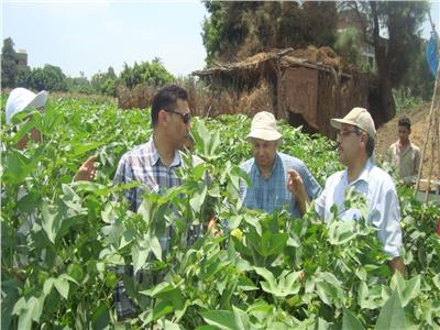 مسئولو «الزراعة» يتابعون حالة المحاصيل بالقليوبية والمنوفية 