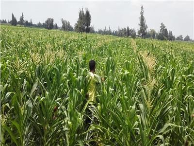 «الزراعة»: توفير تقاوي نقية لتحقيق إنتاجية عالية من المحاصيل