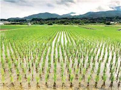 «الزراعة» تتابع محصول القطن وتحصر زراعات الأرز المخالفة