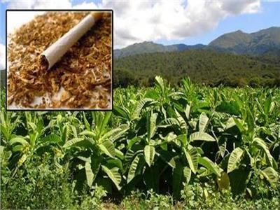 ما لا تعرفه عن زراعة «التبغ» وأسباب منعها في مصر 