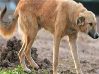 كلب ضال ينقذ حياة رجل في جبال رومانيا 