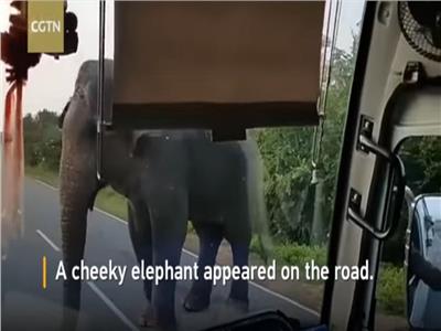 فيديو| فيل يسطو على أتوبيس بقوة للحصول على «موز»