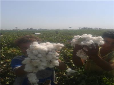 صور| «الزراعة»: لجان المكافحة تتفقد زراعات القطن بمحافظة بني سويف 