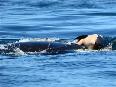 أمومة الحيتان.. رفضت تقديم رضيعها النافق «وجبة للأسماك»
