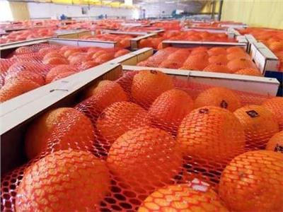 «الزراعة»: تصدير 17 ألف طن فاكهة خلال شهر