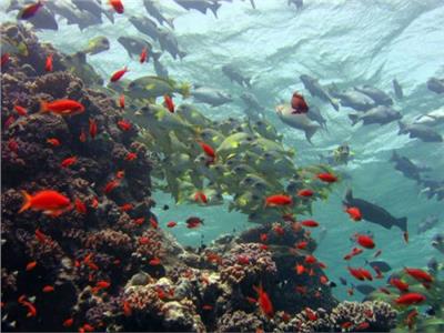 محميات البحر الأحمر تجري مسحا لإزالة كرات زيتية من الشواطئ  