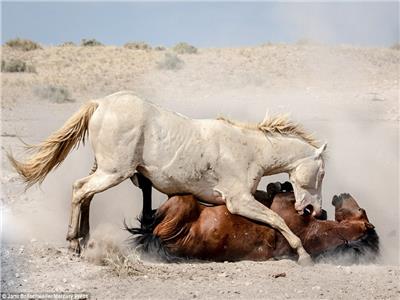 صور| معركة وحشية بين حصانين بريين في الصحراء الغربية الأمريكية