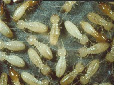 زراعة الأقصر تواصل حملاتها للقضاء على النمل الأبيض