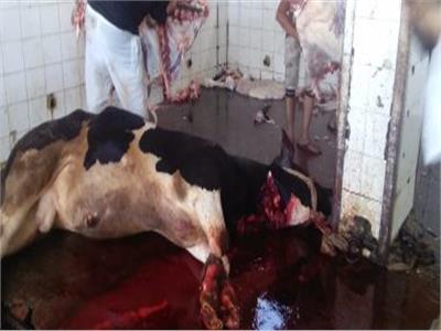 ذبح  5 رؤوس ماشية للأسر الأكثر احتياجا بقري المنيا