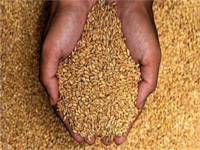 تأجيل إشكال منع استيراد القمح الروسي المصاب بـ«الإرجوت» لـ13 أكتوبر