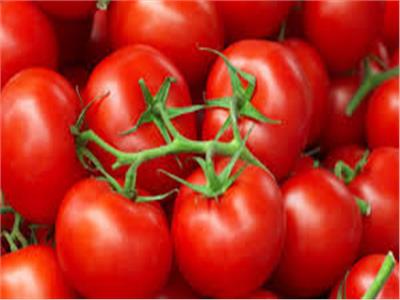 «خبير زراعي»: لا توجد طماطم مسرطنة وما يتردد «شائعة»
