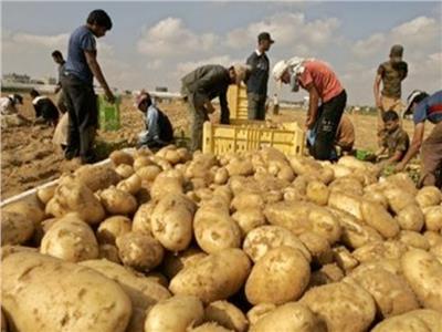 «البطاطس» تدخل دائرة الأزمات..بعد اشتعال أسعارها بالأسواق