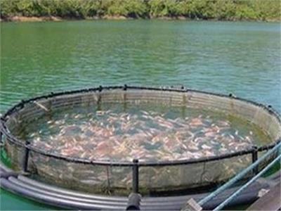 «الإداري» يرفض دعَوى انتفاع  شركة استزراع أسماك بالإسكندرية