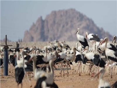 عرض تجربة مصر في حماية الطيور المهاجرة خلال مؤتمر التنوع البيولوجي 