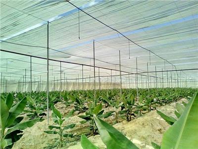 نصائح  لمزارعي حدائق الموز لمكافحة مرض التبرقش وزيادة الإنتاج