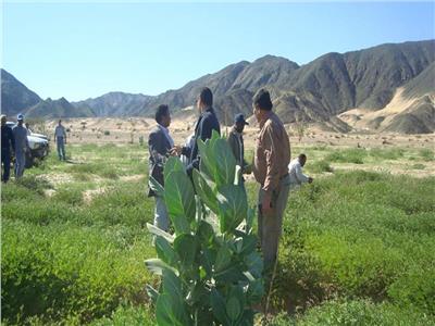صور| وزير الزراعة يتلقى تقريرًا حول الجولات الميدانية لمكافحة الجراد بالصحراء 