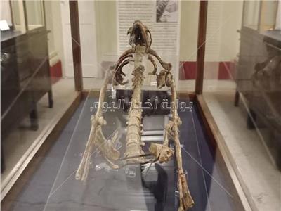 عمره 21 ألف عام.. أقدم هيكل عظمي بمعرض «إعادة اكتشاف الموتى»