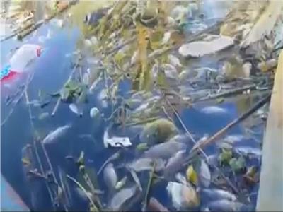 كارثة بيئية .. نفوق أطنان من الأسماك بـ «نيل» الغربية بسبب مصانع الكيماويات 