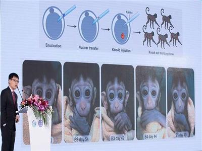 «شنغهاي» تعلن عن ولادة خمسة قرود بتعديلات جينية موحدة