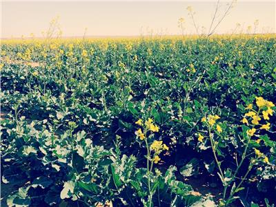 «أبوستيت»: زراعة «الكانولا» أحد حلول سد فجوة نقص الزيوت