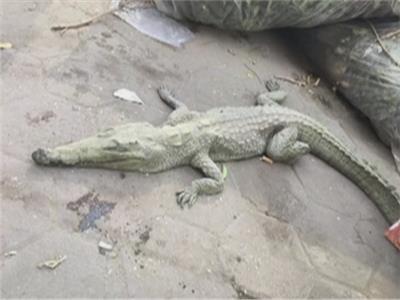 فيديو| الإدارة المركزية لحدائق الحيوانات تكشف حقيقة العثور على تمساح حي بالمهندسين