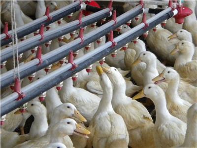 «الزراعة» تعلن اكتشاف «عترة» جديدة لمرض أنفلونزا الطيور« h5n2»