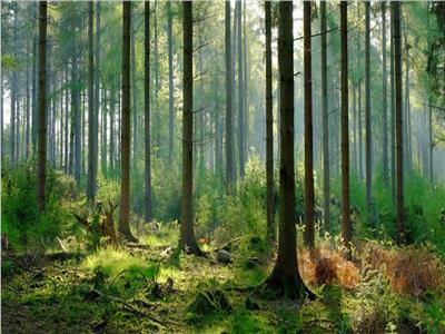  الأمم المتحدة تحتفي باليوم العالمي للغابات .. الخميس 