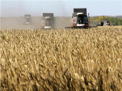 فيديو| الزراعة: رفع سعر توريد القمح إلى 685 جنيها للأردب