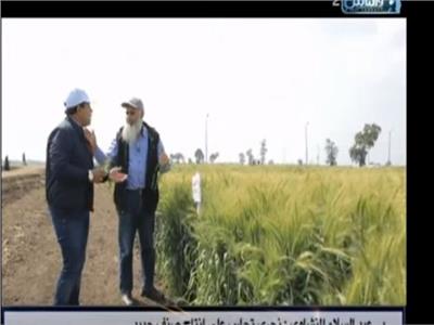 فيديو| الزراعة تكشف 6 أصناف جديدة من القمح