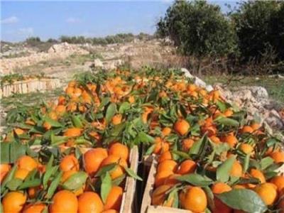 فيديو| الزراعة: مصر تتصدر قائمة المصدرين للموالح عالميا