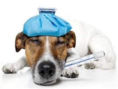 نقابة البيطريين تكشف حقيقة انتشار «أنفلونزا الكلاب» وانتقالها للبشر 