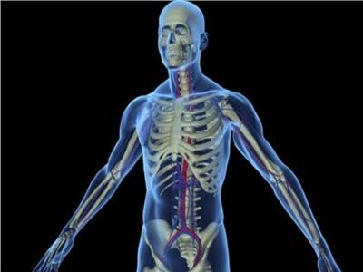 صور| علماء ألمان يبتكرون تقنية تجعل أعضاء الجسم «شفافة»