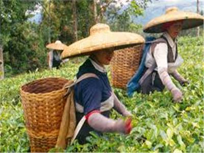 البنك الدولي يمنح مالاوي 95 مليون دولار للمشروع الوطنى للتجارة الزراعية